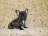 Photo №1. french bulldog - for sale in the city of Штутгарт | Is free | Announcement № 98221