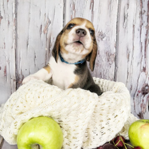 Additional photos: Beagle puppies with documents