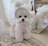 Photo №4. I will sell bichon frise in the city of Reykjavík. private announcement, from nursery - price - 528$
