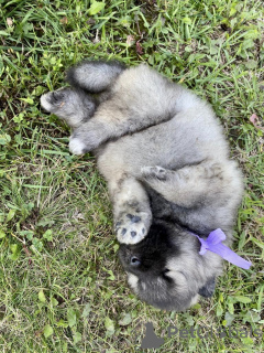 Photo №3. Keeshond (Wolfspitz) puppies. Russian Federation