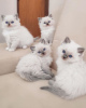 Photo №1. ragdoll - for sale in the city of Никосия | 250$ | Announcement № 124576