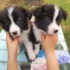 Photo №1. border collie - for sale in the city of Berlin | negotiated | Announcement № 119707