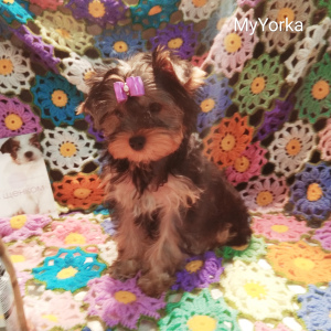 Additional photos: Club puppies breed Yorkshire Terrier