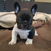 Photo №1. french bulldog - for sale in the city of Ливерпуль | Is free | Announcement № 123623