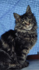 Additional photos: Purebred Maine Coon kittens from the cattery