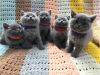 Photo №1. british shorthair - for sale in the city of Антверпен | Is free | Announcement № 105069