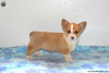 Photo №2 to announcement № 63529 for the sale of welsh corgi - buy in United States 