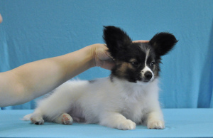 Photo №1. papillon dog - for sale in the city of Москва | 729$ | Announcement № 6842
