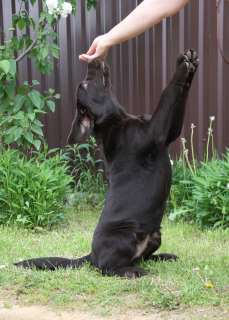 Photo №4. I will sell labrador retriever in the city of Москва. from nursery - price - 602$