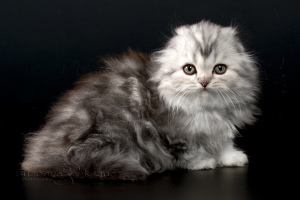 Additional photos: Scottish kittens - silver marble boy