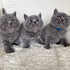 Photo №1. british shorthair - for sale in the city of Uppsala | 5$ | Announcement № 97546