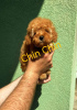 Additional photos: RED POodle puppies