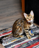 Additional photos: The best bengal kittens