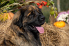 Additional photos: Leonberger puppies