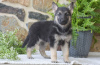 Photo №1. german shepherd - for sale in the city of Larnaca | 600$ | Announcement № 103930