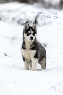 Photo №4. I will sell siberian husky in the city of Eagle. from nursery - price - Negotiated