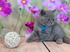 Photo №1. scottish fold - for sale in the city of Пертунмаа | 423$ | Announcement № 84209