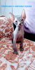 Photo №1. donskoy cat - for sale in the city of Krasnoyarsk | 182$ | Announcement № 100836