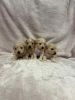 Additional photos: Maltipoo puppie