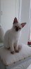 Photo №1. siamese cat - for sale in the city of Berlin | Is free | Announcement № 125380