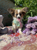 Photo №4. I will sell papillon dog in the city of Munich. private announcement - price - 475$