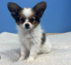 Photo №1. papillon dog - for sale in the city of Stockholm | negotiated | Announcement № 96374