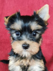 Photo №1. yorkshire terrier - for sale in the city of Degernes | 300$ | Announcement № 78014