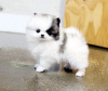 Photo №1. pomeranian - for sale in the city of Bucharest | 416$ | Announcement № 20585