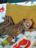 Additional photos: savannah, serval and caracal kittens