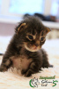 Photo №2 to announcement № 8318 for the sale of maine coon - buy in Russian Federation private announcement, from nursery, breeder