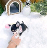 Photo №3. Cute and adorable teacup Chihuahua puppies available for sale. Finland