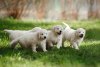 Photo №1. golden retriever - for sale in the city of Basel | 370$ | Announcement № 52247