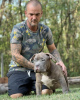 Additional photos: American bully with pocket on sale