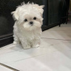 Additional photos: Very playful Maltese puppies