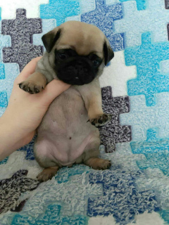 Photo №1. pug - for sale in the city of Москва | 160$ | Announcement № 2199