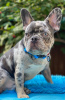 Additional photos: French bulldog.