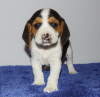 Photo №1. beagle - for sale in the city of Paris | negotiated | Announcement № 76030