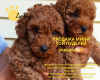 Photo №1. poodle (toy) - for sale in the city of Kiev | negotiated | Announcement № 10912