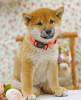 Additional photos: Shiba inu. Puppies