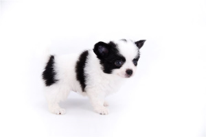 Photo №2 to announcement № 4994 for the sale of chihuahua - buy in Poland private announcement