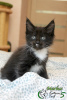 Photo №4. I will sell maine coon in the city of St. Petersburg. private announcement, from nursery, breeder - price - 15600$