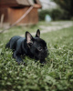 Photo №3. french bulldog. Germany