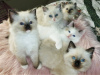 Photo №1. ragdoll - for sale in the city of Малага | 370$ | Announcement № 121796