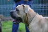 Photo №1. cane corso - for sale in the city of Słupca | 1183$ | Announcement № 13662