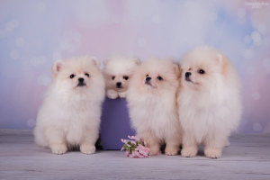 Photo №1. pomeranian - for sale in the city of Москва | Negotiated | Announcement № 5900