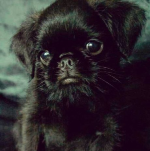 Photo №1. belgian griffon - for sale in the city of Kiev | 680$ | Announcement № 3000