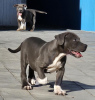 Photo №2 to announcement № 125765 for the sale of american bully - buy in Serbia breeder