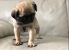 Photo №2 to announcement № 95094 for the sale of pug - buy in Germany 
