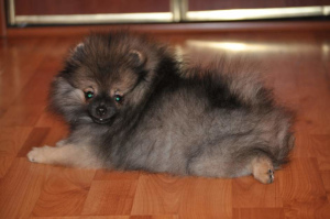 Photo №2 to announcement № 481 for the sale of pomeranian - buy in Belarus breeder