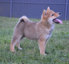 Photo №1. shiba inu - for sale in the city of Belgrade | negotiated | Announcement № 111194